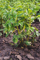 Green young potato plants in row growing in garden on brown soil.