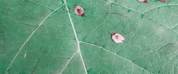 Beautiful detail green burdock leaf texture
