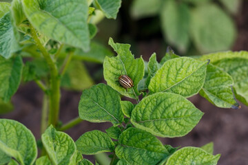 A Colorado beetle eating potato leaves
