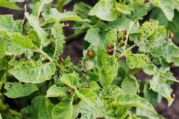 close-up Colorado potato beetle and larvae on the green leaves of potatoes in the garden sunlight