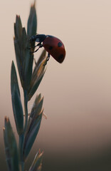 ladybird on a leaf