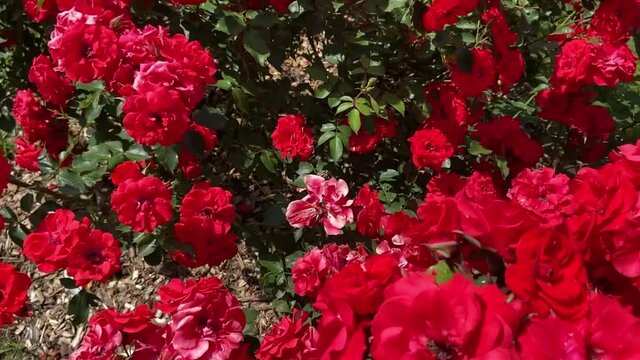 Roses rouges du parc de Bagatelle &agrave; Paris