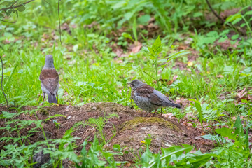 Thrush fieldfare, Turdus pylaris, feeds the chick with earthworms on the ground. An adult chick left the nest but his parents continue to take care of him.
