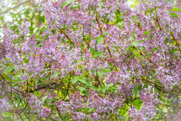 Pink Blooming Lilac Flowers in spring with blured background