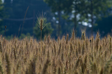 wheat crops and natural texture from fields in the countryside 