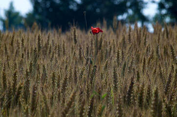 wheat crops and natural texture from fields in the countryside 