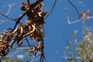 Hojas secas de otoño