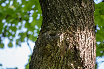 Obraz premium Old tree bark texture with a hollow