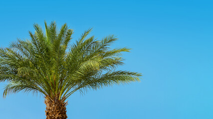 Top of a palm tree with a blue background.