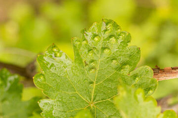A green grape leaf damaged by a spider mite on a blurred background. Diseases of the vine