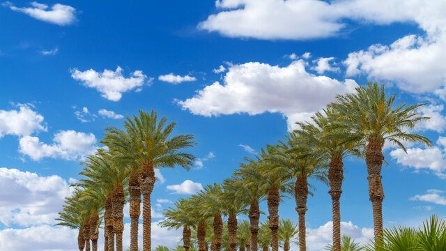 Group of palm trees in a row with cloud sky