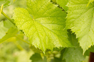 Large green vine leaf with small water droplets after rain