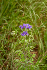 Delicate purple wildflower in natural setting