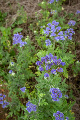 Obraz premium Clusters of wild purple flower clusters