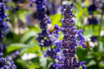 Lavendar flower with two honeybees