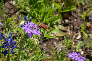 Cluster of wild verbina with large red moth