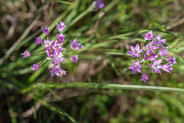 Two clusters of wild purple garlic in natural setting