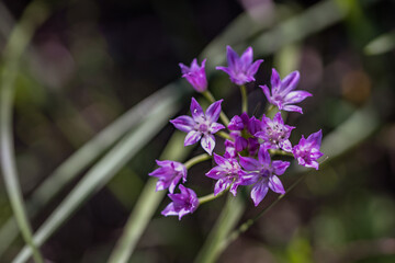 Closeup of a cluster of purple wild garlic