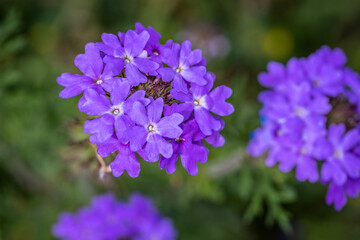 Closeup of puple verbina flower cluster