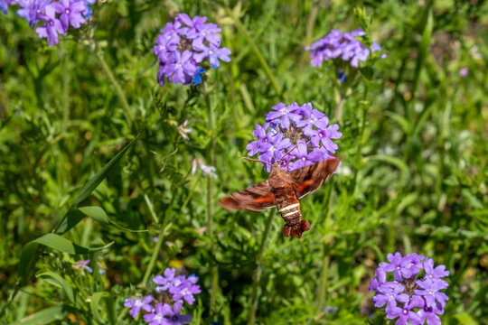 Cluster of wild verbina with large red moth