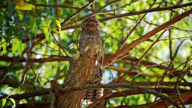 South American night owl - Nyctibius griseus.