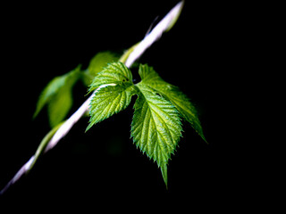 Humulus leaf