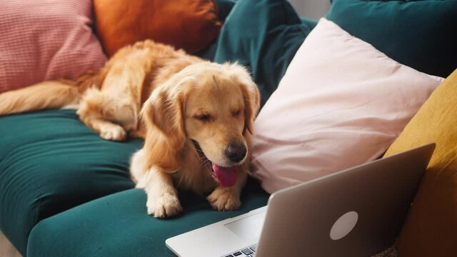 Golden retriever lying on sofa in living room and using laptop for online shopping in pet store, delivering animal food. Dog lays with computer and waiting for order.