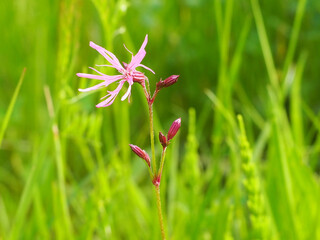  Forest Atmosphere in the Spring