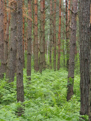 Forest Atmosphere in the Spring