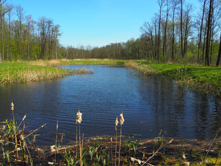  Forest Atmosphere in the Spring