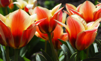 bicolor tulips bright decoration of a spring flower bed