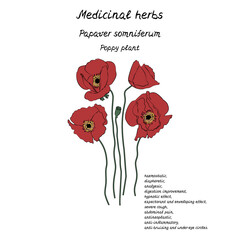 Fototapeta premium Line art illustration of hand drawn medicinal herb poppy with information about health benefits text. Isolated on white background.