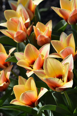 Obraz premium bicolor tulips bright decoration of a spring flower bed
