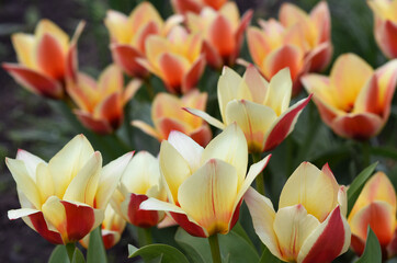 bicolor tulips bright decoration of a spring flower bed