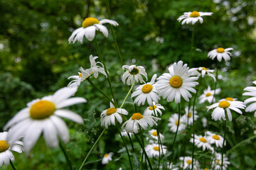 Wet white daisies in the flowerbed.