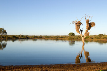 Kruger National Park: Lower Sabie Sunset Dam - obrazy, fototapety, plakaty