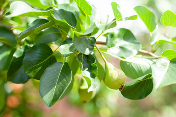 A branch of a pear tree with small fruits close-up. Caring for plants. harvest. summer