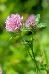 Macro shot of a flower on a red clover (trifolium pratense) plant