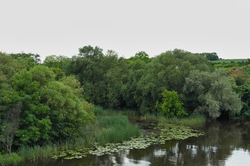 Summer landscape on a riverside flooded meadow with trees and lush green grass