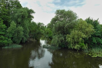 Fototapeta premium Summer landscape on a riverside flooded meadow with trees and lush green grass