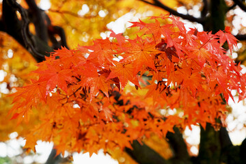 공원의 붉은 단풍나무