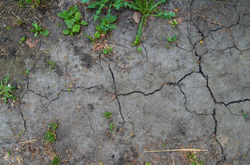 Cracked ground texture with grass pieces