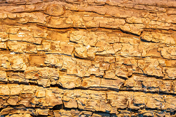 texture of a sunset tree
