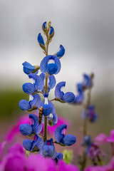 Close-up of Texas Bluebonnet flower