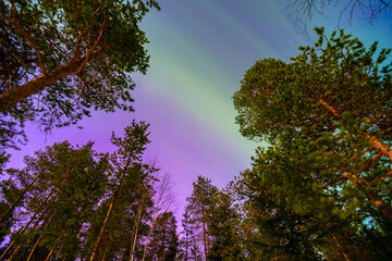 Colorful arctic polar night starry sky background of aurora borealis and Northern Lights in forest