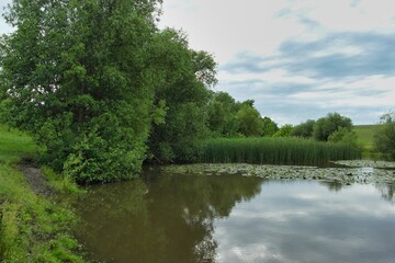 Obraz premium Summer landscape on a riverside flooded meadow with trees and lush green grass