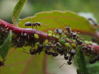 Mszyce i mrówki - obrazy, fototapety, plakaty