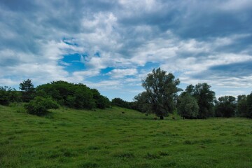 Obraz premium Summer landscape on a riverside flooded meadow with trees and lush green grass
