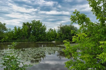 Fototapeta premium Summer landscape on a riverside flooded meadow with trees and lush green grass