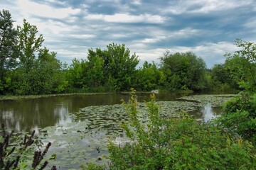 Summer landscape on a riverside flooded meadow with trees and lush green grass